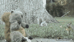 lovefunnygifs:  There are two types of squirrels