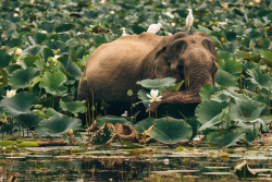 Expressions-Of-Nature:  By David Pinzer Jungle Taxi, Yala, Sri Lanka 