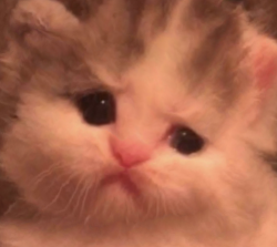 cat-diagnosis:jhonothontesticle:cat-diagnosis:Name: Little BeepoSkill: Fucking MiserableQuote: Please let me have some grease from the stovetop. I’ll cry if you don’t let me have some grease. I need it.no grease for you, little beepo. im sorry, but