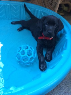 Lila-The-Labrador:  Pool Time!