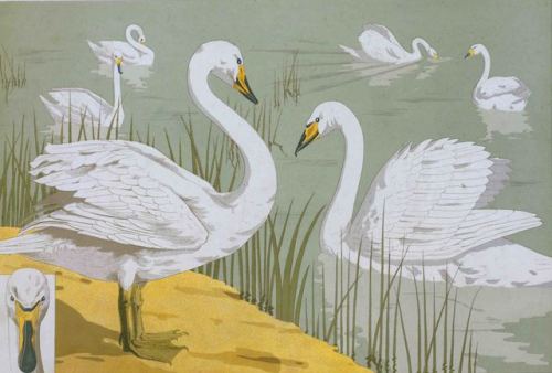 Cygne sauvage = Wlld SwanMaurice Pillard Verneuil (French; 1869–1942)1897ChromolithographPlate 1 in: