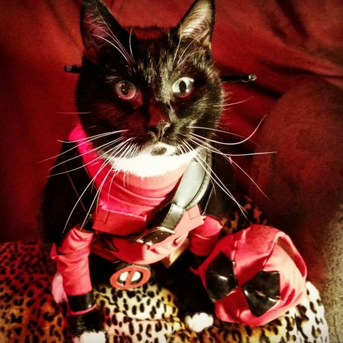 cat-cosplay:  “Now gimme your milk money!” ~Catpool 