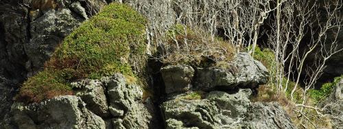 A small copse of aspens clinging to the least accessible parts of a west-coast sea-cliff in March. T