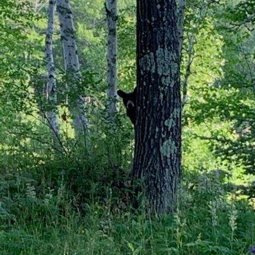 Black bear cub, caught being ridiculously cute. Madeline Island, Wisconsin, US of A.
https://www.instagram.com/p/Cf1xC7Jl1RG/?igshid=NGJjMDIxMWI=