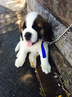 gleeson666: I met a Saint Bernard puppy today