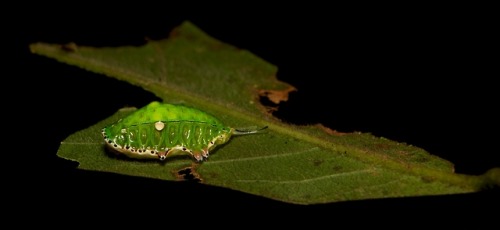 sinobug: Limacodid Slug Caterpillar (Cup Moth, Ceratonema sp., Limacodidae) by Sinobug (itchydogimag