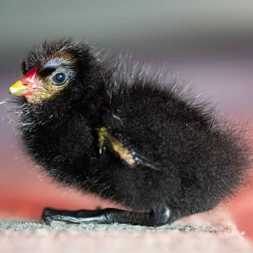 This tiny moorhen chick had almost drowned before a kind member of the public rushed to save its lif