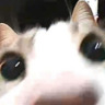 snootbag-deactivated20201213: