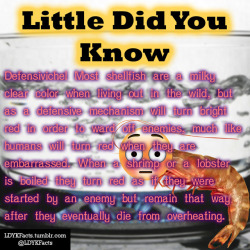 ldykfacts:  Defensiviche! Most shellfish are a milky clear color when living out in the wild, but as a defensive mechanism will turn bright red in order to ward off enemies, much like humans will turn red when they are embarrassed. When a shrimp or a