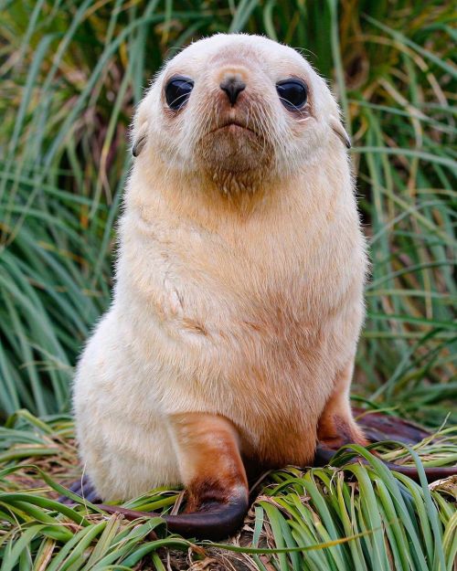  This fearless baby fur seal charged at me from its hiding spot amongst the tall grass of South Geor