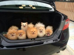 drinking-tea-at-midnight:  your-naked-magic-oh-dear-lord: genesbelchers:  officer: pop the trunkme: I can explain  Wasn’t there an episode of Gravity Falls about this?   those were pugs, these are poms.