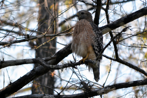 It’s National Bird Day, so here’s a picture of a red shouldered hawk in the Big Cypress 