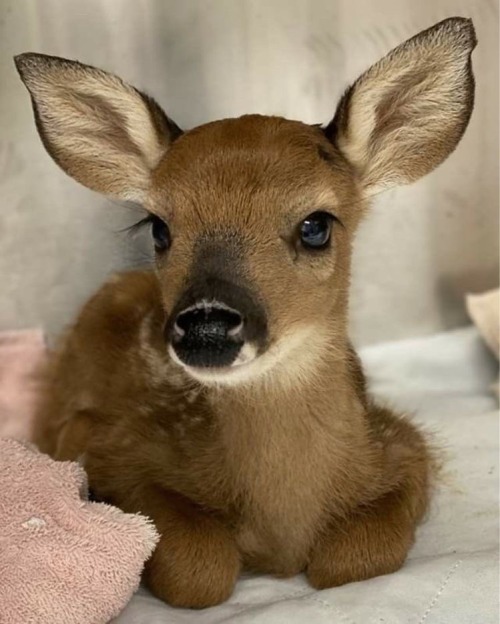 Deer And Fawns