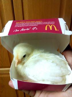 animal-factbook:  Due to a genetic mutation from three generations ago, modern chickens acquired the special ability to be reborn at any moment. An example would be a chicken who went through the McDonald’s food processing plant and transformed into