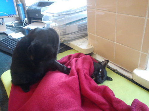 artwoonz:  I will tell you the story of the nurse cat radamenes  Incredible Nurse Cat From Poland Looks After Other Animals At Animal Shelter  Radamenes, an angelic little black cat in Bydgoszcz, Poland, has come through hell and high water to help the