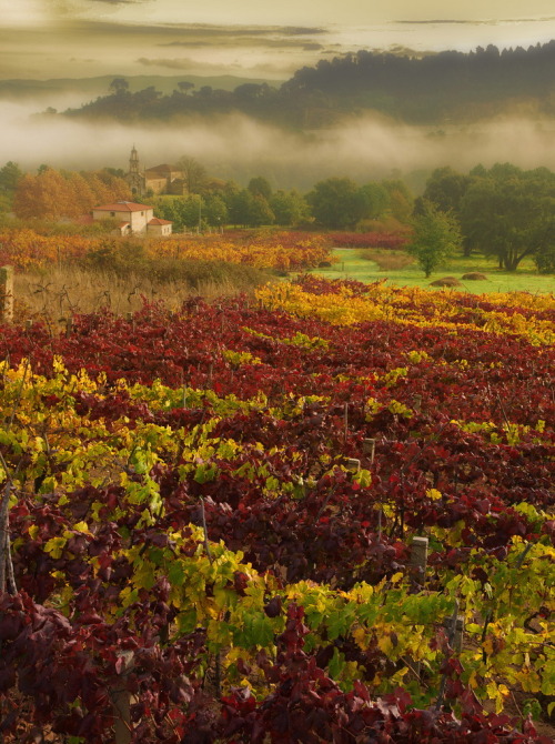 Autumn colors in the vineyards of Barbadás, Galicia, Spain (by Jorge Lizana).