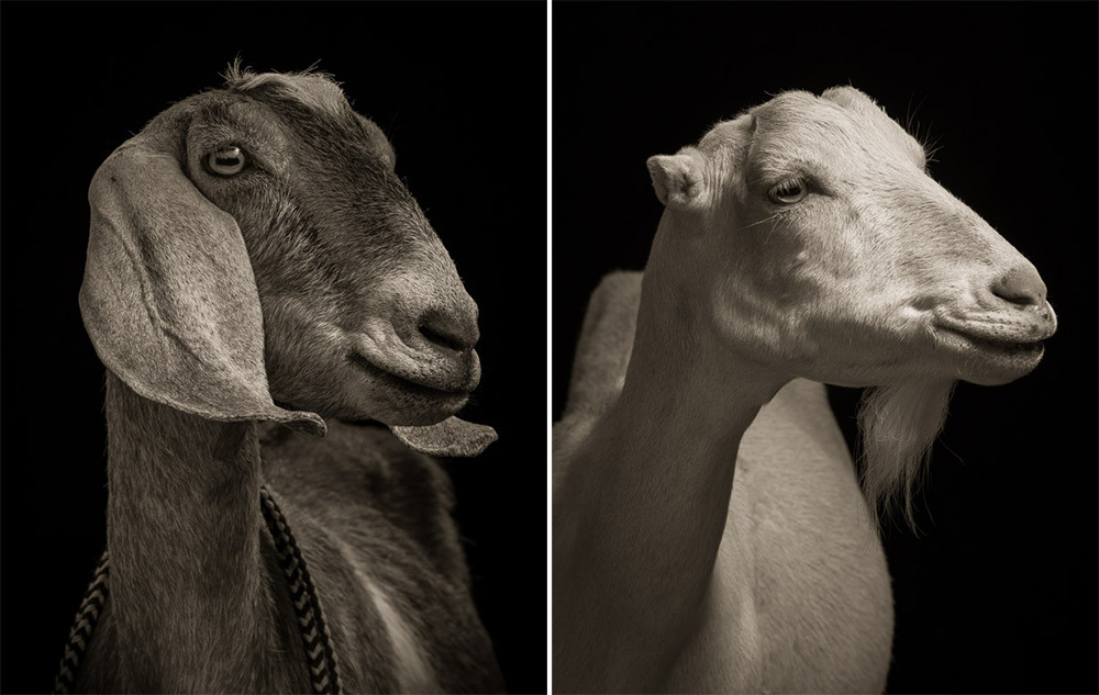 itscolossal:  Majestic Black and White Studio Portraits of Goats and Sheep by Kevin
