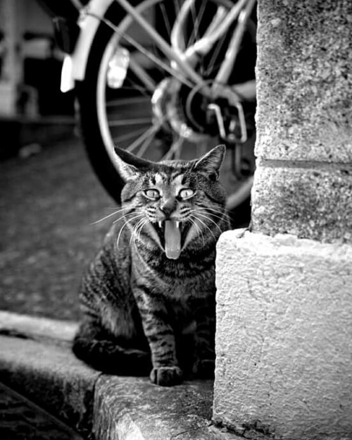 Cats W & B