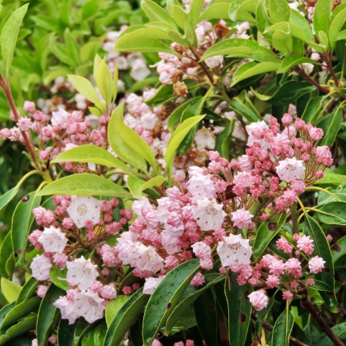 Mountain Laurel (Kalmia latifolia), Pisgah National Forest near Canton, North Carolina, 2017.