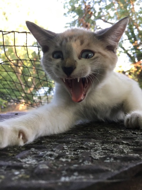 white cats