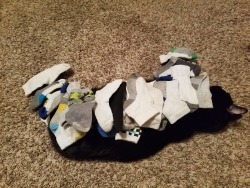 sadrien-depreste: the-addiction-of-you:  no-lives-matter-that-much:   mostlycatsmostly:   voodythevainglorious: In case anyone is curious, you can put 27 toddler socks on a lazy cat and she won’t move.  23 ski caps and didn’t budge. 😺   Four remotes