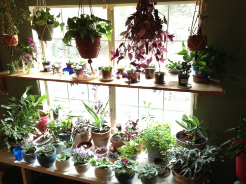 omgplants: vitajem: My plants were always so crowded, and my cuttings I would try to root would get 