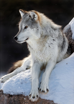 brutalgeneration:  Grizzly and Wolf Discovery Center 2013 (by SheltieBoy) 