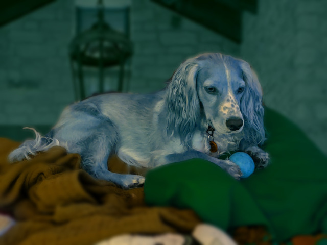 A cocker spaniel, photo-edited blue, holds a blue ball between her front feet. She appears to be contemplating. The background is a dark stone wall, but made blurry. 