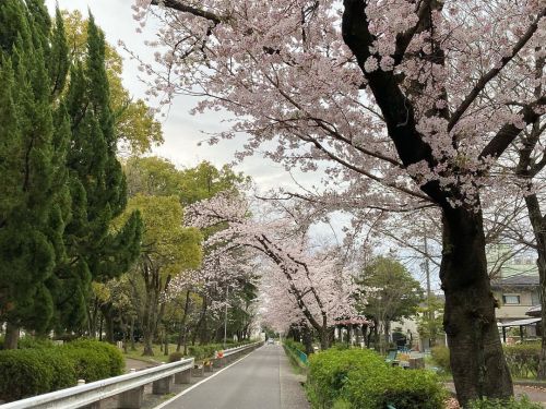 遊歩道…じゃなくて、道路のほうにアーチかけてる桜並木 . . . #桜 #さくら2022  www.instagram.com/p/Cbw6Cm_vYxS/?utm_me