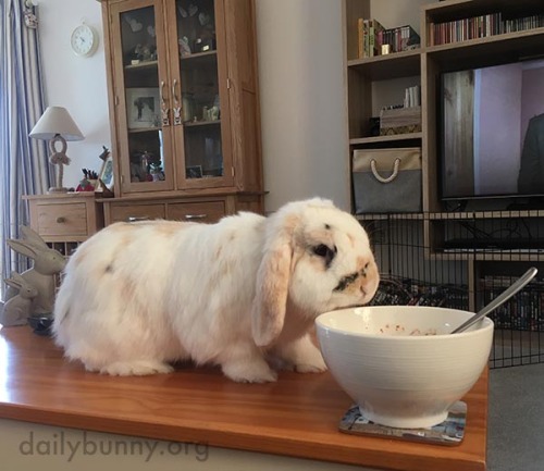 dailybunny: Bunny Hopes Human’s Breakfast Can Also Be Bunny’s BreakfastThanks, Diana, Mi