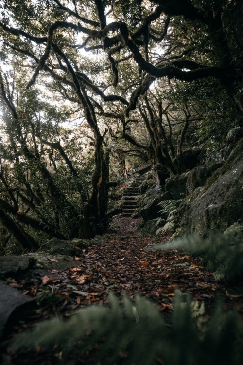 bokehm0n:Tropical hikes in Madeira