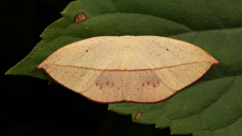sinobug: MOTHS from Yunnan, China  Click on and scroll through images for individual IDs…..  