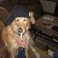 thisisdoggie