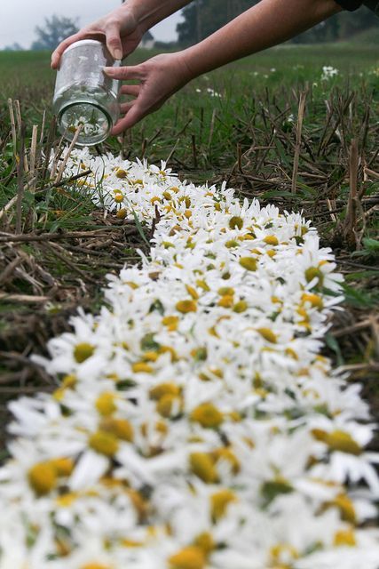 Floweralia