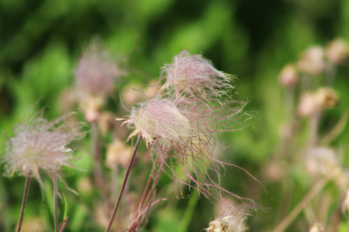 Some Prairie Smoke I Found Last Summer. With Spring Looming Close I'm Excited To See The First Flowers