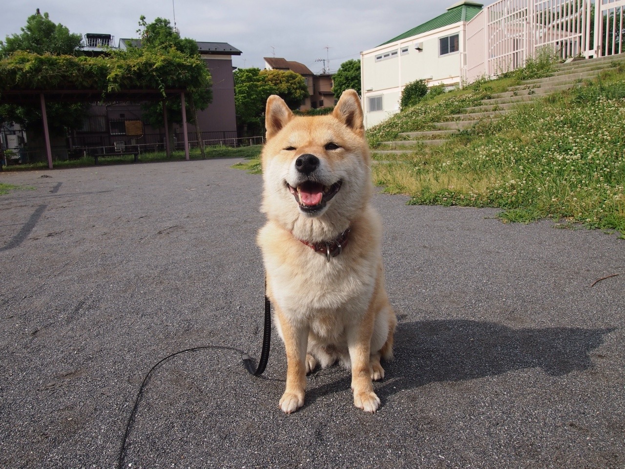 shibainu-komugi:  今日の柴犬の小麦さん #shiba #dog #komugi #柴犬