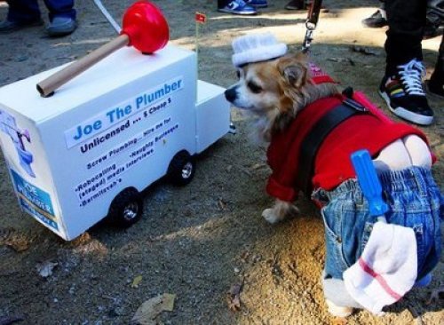 sithcampeador:¿Tienes perro y no sabes de qué disfrazarle para este carnaval? ¡Ahí van unas ideas!