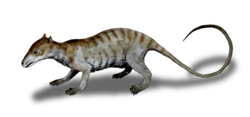 Jeholodens, a mammal from the early Cretaceous with prehensile fingers and toes, an insectivoro