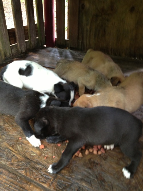 luckied:  theanimaleffect:  Who would leave 7 starving puppies in a jungle gym, boarded up so they can’t get out? They had no water or food and their mother was so skinny also without food and water. I fed and watered them, they were so sweet and loving.