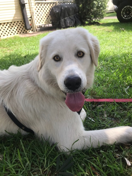 If Joonie Was A Pup He Would Be A Maremma Sheepdog, In My Humble Opinion