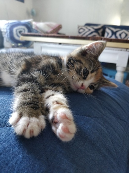 pixie-and-momo:Pixie