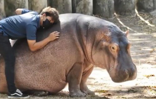 People In My Inbox Trying To Accuse Khao Kheow Zoo Of Abusing Moo Deng And Acting Like They Are Experts
