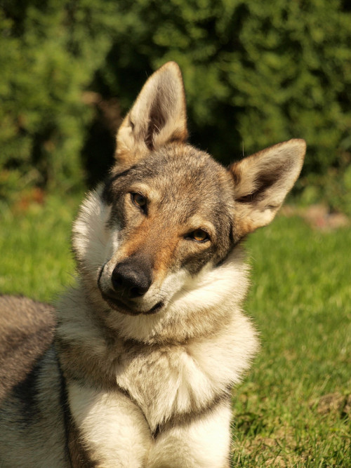 goatperson:  Rare breed Czechoslovakian Vlcak/ Czechoslovakian Wolfdog