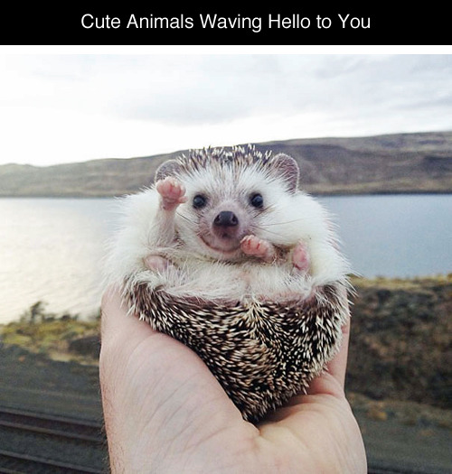 nerdy-birdy18:  jdarty:  tastefullyoffensive:  Animals Waving Hello to You [boredpanda]Previously: Perfectly Timed Dog Photos  that last one though  Crocodile is like “sup bro”