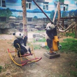 Two pandas hanging out in the park. They