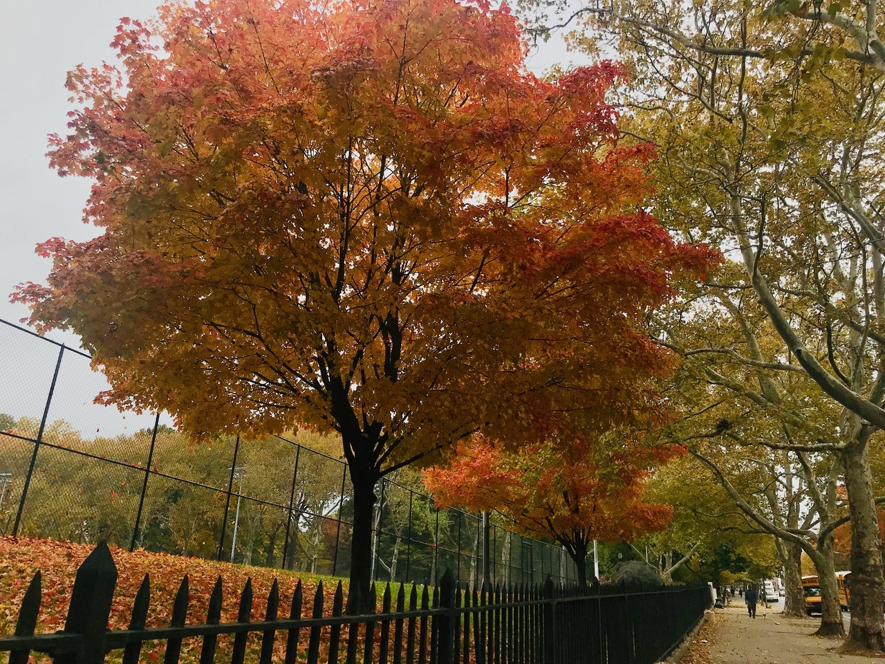 quickienewyork: It’s difficult to capture on film how beautiful the colors are