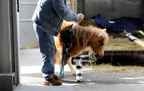 sixpenceee:Meet Angel Marie, the three-legged pony who lost her leg after her mother accidentally st