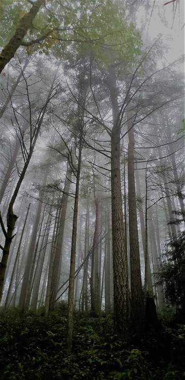 alfalfa67: A misty, rainy hike in the woods. Morrell Sanctuary, Vancouver Island, Canada