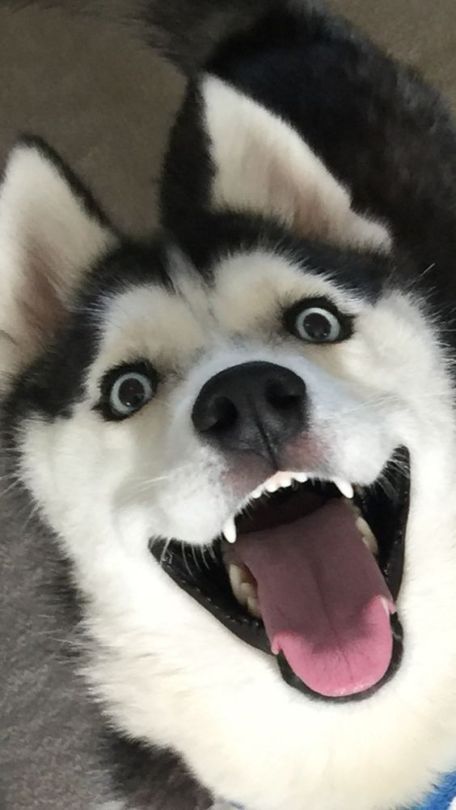 I love huskys for the next reasons porn pictures