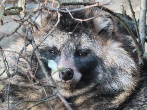 Raccoon dog #raccoondog #tanuki #animals #tallinnzoo #tallinnaloomaaed #loomad #kährik #животные #ен